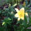 	        Tiger lily 'Yellow Star' (Lilium lancifolium 'Yellow Star')	    