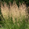 Calamagrostis x acutiflora 'Karl Foerster' (Feather reed grass 'Karl Foerster')