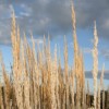 Calamagrostis x acutiflora 'Karl Foerster' (Feather reed grass 'Karl Foerster')