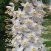 Eremurus robustus (Foxtail lily)