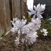 Magnolia stellata (Star magnolia)