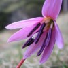 Erythronium dens-canis 'Rose Queen' (Dog's tooth violet 'Rose Queen')