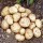 Solanum tuberosum 'Rocket'