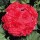 Pelargonium 'Red Sybil'