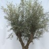 Olea europaea (Common olive)