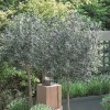 Olea europaea (Common olive)