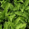 Polypodium vulgare (Common polypody fern)