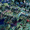Sarcococca ruscifolia var. chinensis (Fragrant sarcococca)