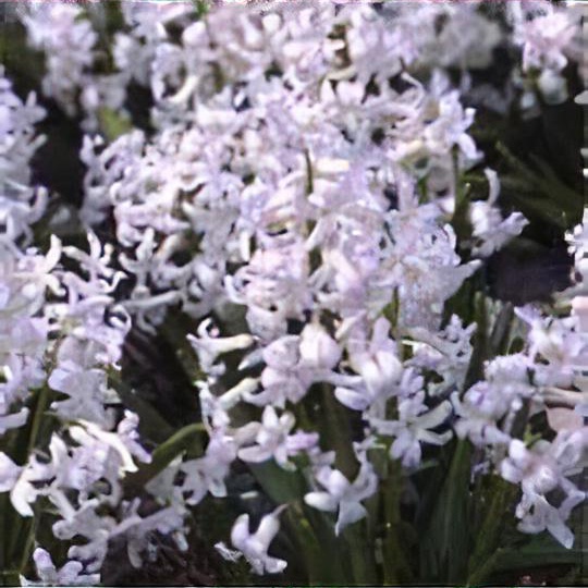 Hyacinthus orientalis 'White Festival'