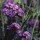 Verbena bonariensis 'Purple Elegance'