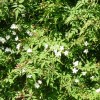 Jasminum officinale (Common jasmine)