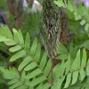 Osmunda regalis (Royal fern)