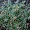 Abelia x grandiflora 'Confetti'  (Mexican abelia)