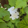 Abutilon vitifolium var. album (White abutilon)