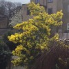 Acacia longifolia (Sydney golden wattle)