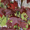 Acer platanoides 'Royal Red'  (Norway maple 'Royal Red' )