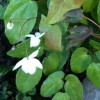 Epimedium x youngianum 'Niveum' (Snowy barrenwort)