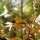 Amelanchier x grandiflora 'Robin Hill'  