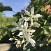 Amelanchier x grandiflora 'Robin Hill'   (Apple serviceberry 'Robin Hill'  )