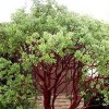 Arbutus menziesii   (Madrona tree)