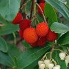 Arbutus unedo f. rubra (Strawberry tree 'Rubra' )