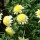 Argyranthemum 'Pacific Gold' 