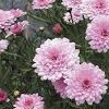             Argyranthemum frutescens 'Summer Melody'  (Marguerite 'Summer Melody' )        