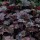 Heuchera villosa 'Palace Purple'