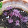 Heuchera micrantha 'Palace Purple' (Alum root 'Palace Purple')