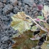 	        Alum root 'Palace Purple' (Heuchera micrantha 'Palace Purple')	    