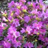 Rhododendron 'Caerhays Lavender'   (Azalea 'Caerhays Lavender'  )