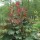 Rheum palmatum var. tanguticum