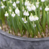 Muscari botryoides 'Album'  (White grape hyacinth)