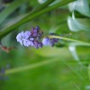 Grape hyacinth (Muscari latifolium)