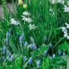 Muscari armeniacum 'Valerie Finnis' (Grape hyacinth 'Valerie Finnis')