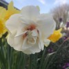 Narcissus 'Acropolis' (Daffodil 'Acropolis')