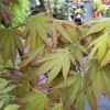 Acer palmatum 'Bloodgood' (Japanese maple 'Bloodgood')