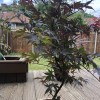 Acer palmatum 'Bloodgood' (Japanese maple 'Bloodgood')