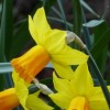 Narcissus 'Jetfire' (Daffodil 'Jetfire')