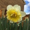 Narcissus 'Ice King' (Daffodil 'Ice King')