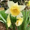 (Narcissus 'Ice King') Daffodil 'Ice King'