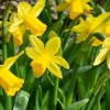 Narcissus 'King Alfred' (Daffodil 'King Alfred')