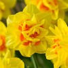 Narcissus 'Obdam' (Daffodil 'Obdam')