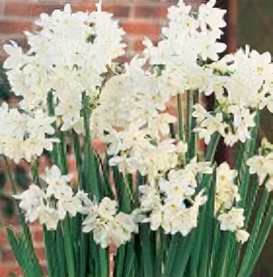 Narcissus 'Ziva'