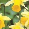 Narcissus pseudonarcissus 'Lobularis' (Daffodil 'Lobularis')