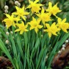 Narcissus pumilus (Pygmy narcissus)