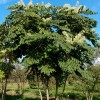Aralia elata (Angelica tree)