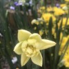 Narcissus 'Yellow Cheerfulness' (Daffodil 'Yellow Cheerfulness')