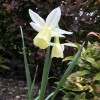 Narcissus 'Lemon Drops'  (Daffodil 'Lemon Drops' )