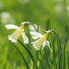 Narcissus 'W P Milner' (Daffodil 'W P Milner')